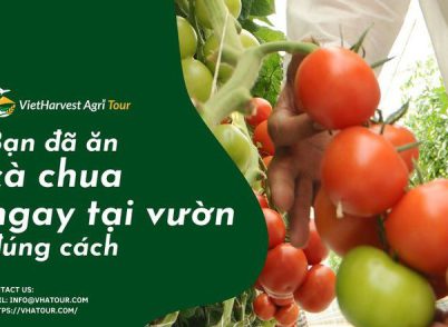 Bạn đã ăn cà chua ngay tại vườn đúng cách?