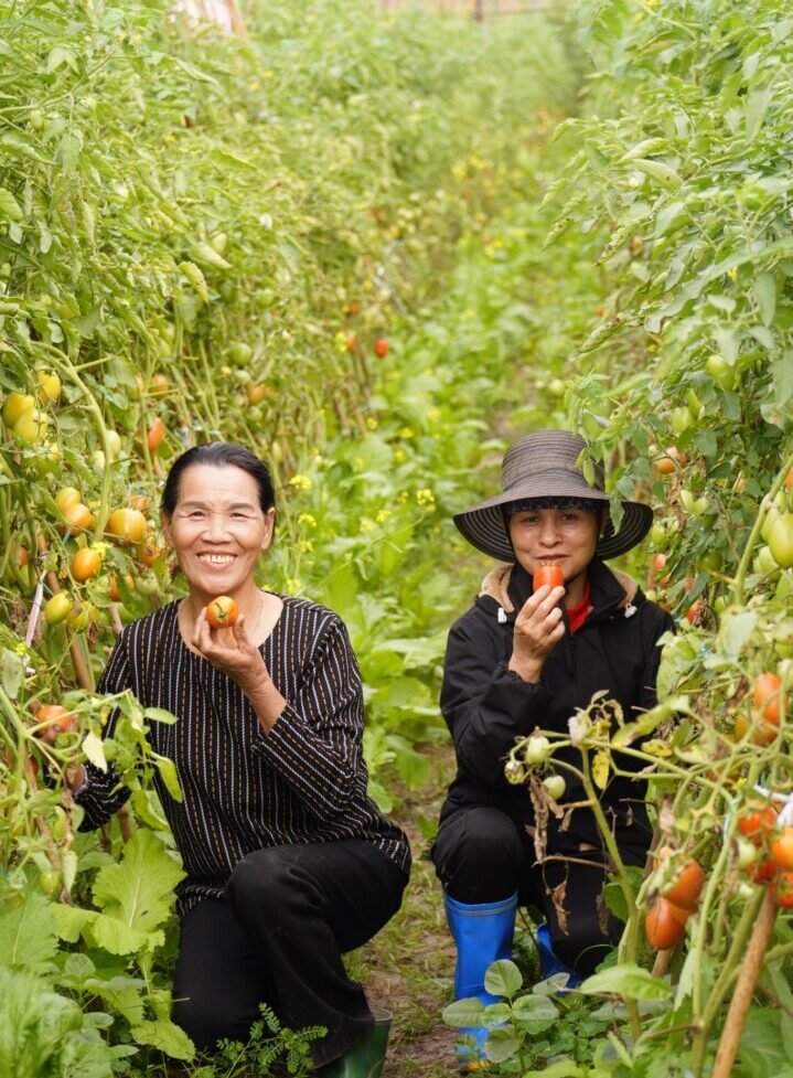 Vườn cà chua Giang Biên