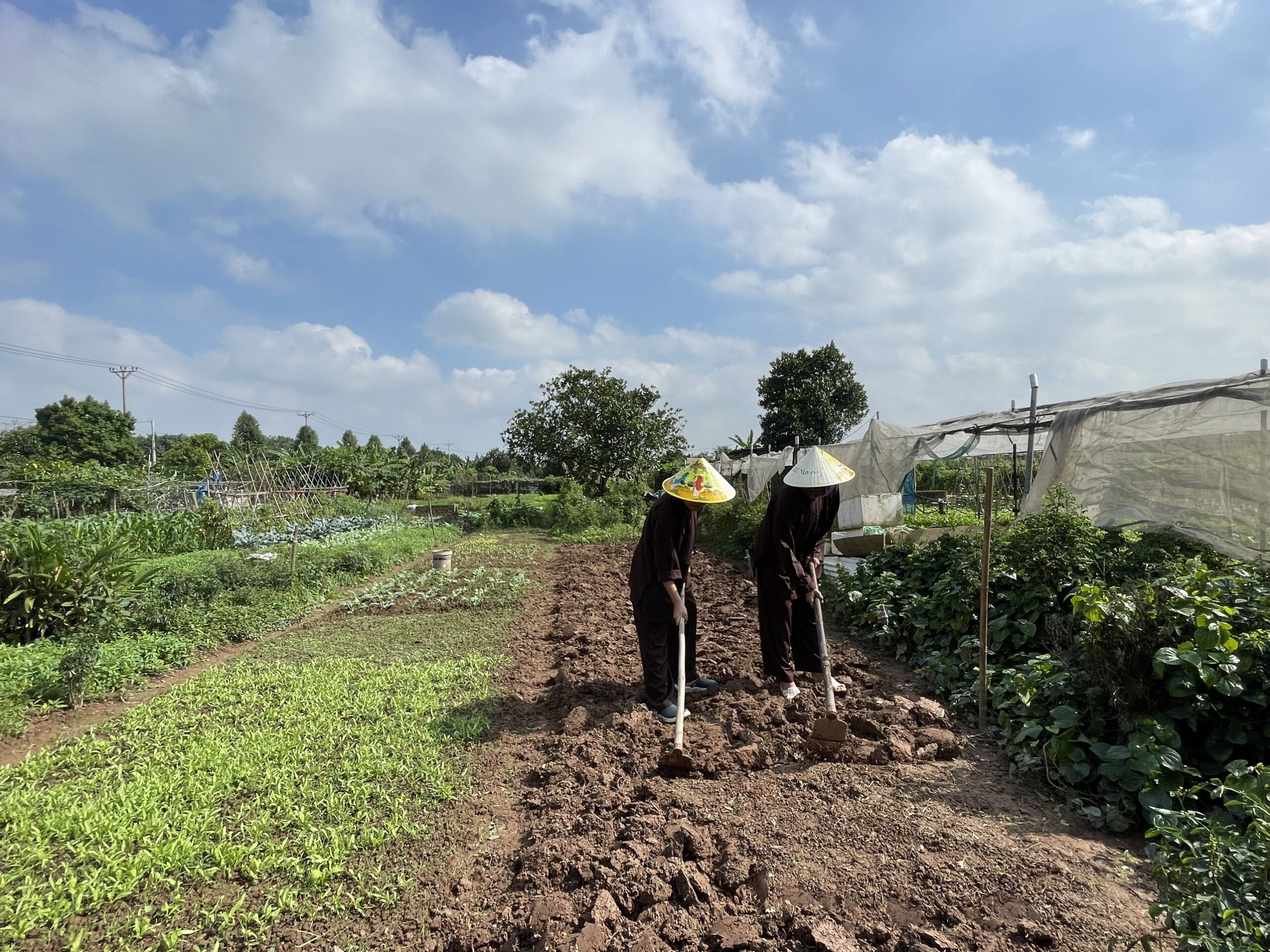 Phân biệt nông nghiệp truyền thống, nông nghiệp hiện đại và nông nghiệp bền vững